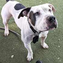 adopt-pet