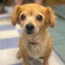 adopt-pet