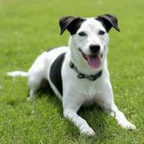 adopt-pet