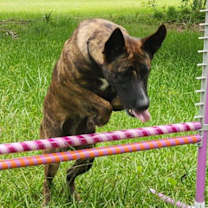 Thumbnail photo of Basil #3