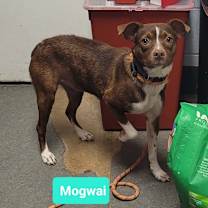 Thumbnail photo of Mogwai #1