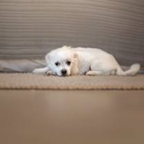 Thumbnail photo of Jack White #2