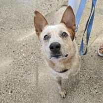 adopt-pet
