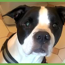 Thumbnail photo of Kalle #1