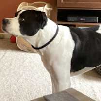 Thumbnail photo of Kalle #2