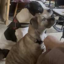 Thumbnail photo of Kalle #3