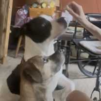 Thumbnail photo of Kalle #4