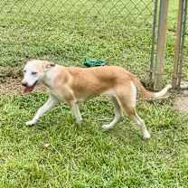 Thumbnail photo of Grumbelina #2