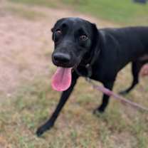 Thumbnail photo of Han #1