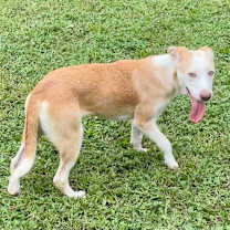 Thumbnail photo of Grumbelina #3