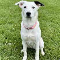 adopt-pet