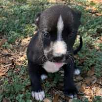 Thumbnail photo of Greta #2