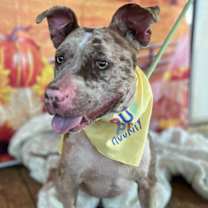 Thumbnail photo of Cloudy Lasagne #2