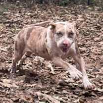 Thumbnail photo of Cloudy Lasagne #3