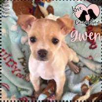adopt-pet