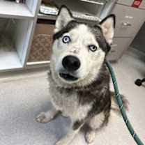 Thumbnail photo of Daisy #2