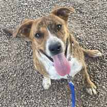 adopt-pet