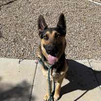 adopt-pet