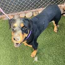adopt-pet