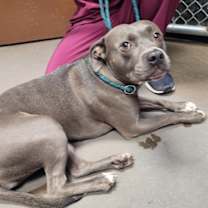 adopt-pet