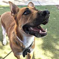 adopt-pet