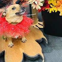 adopt-pet