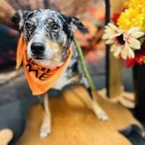 adopt-pet