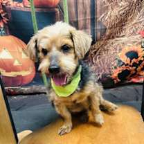 adopt-pet