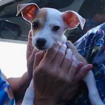adopt-pet