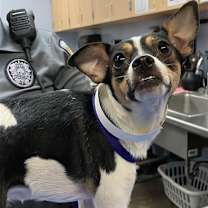 adopt-pet