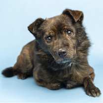adopt-pet