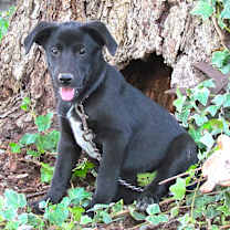 Thumbnail photo of AGGIE #1