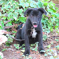 Thumbnail photo of AGGIE #3