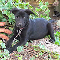 Thumbnail photo of AGGIE #4