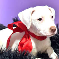 Thumbnail photo of Joye #1