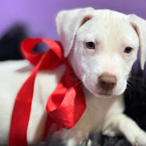 Thumbnail photo of Joye #2