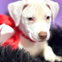 Thumbnail photo of Joye #3