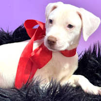 Thumbnail photo of Joye #4