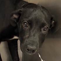 Thumbnail photo of Erve #1