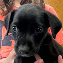 Thumbnail photo of Erve #2