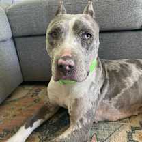 Thumbnail photo of MAXIE #1