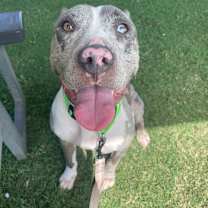 Thumbnail photo of MAXIE #2