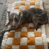 Thumbnail photo of MAXIE #3