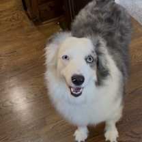 Thumbnail photo of Daisy #1