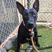 adopt-pet