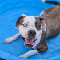 Thumbnail photo of Iris* #2