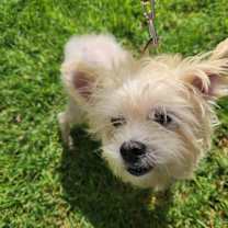 Thumbnail photo of Peewee #2