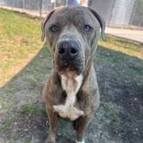 Thumbnail photo of Cleo #4