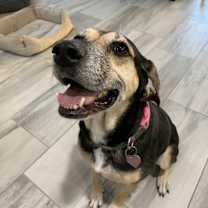 Thumbnail photo of Rosie #1