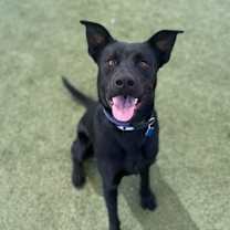 adopt-pet